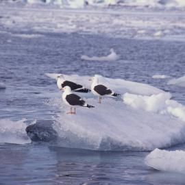 Seagulls on Ice Floe