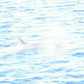Killer Whale
