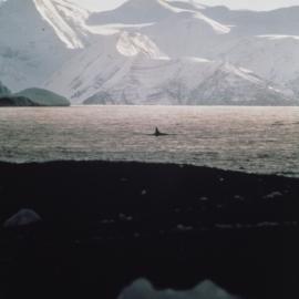 KIller Whale