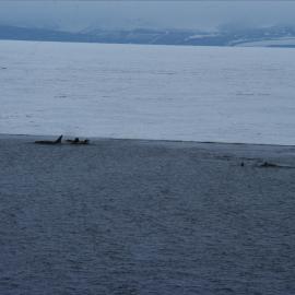 Killer Whales