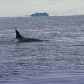 Killer Whale at Ice Edge