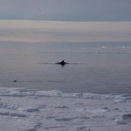 KIller Whale