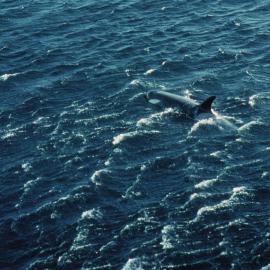 Killer Whale, McMurdo Sound