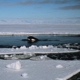 KIller Whales near Ross Island