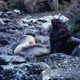 Seal Colony, Campbell Island