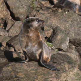Fur Seal