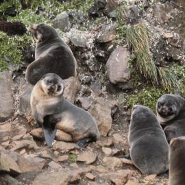 Fur Seal Colony