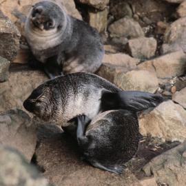 Fur Seals