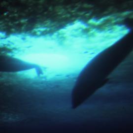 Seals diving viewed from Observation Chamber