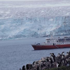 Gentoos on Nelson Island Explorer behind South Shetland 
