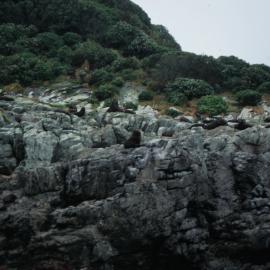 Fur Seals, Snares Island