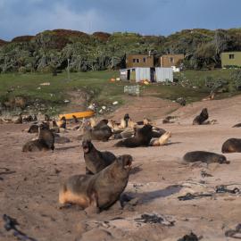 Sea lions and Huts, Sandy Bay