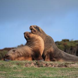 Hooker Sealions 'Fighting'