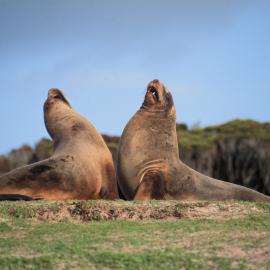 Sea lions Fighting at Sandy Bay