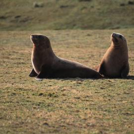 Sea lions on Enderby Island