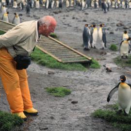 Tourist and King Penguins in Sandy Bay