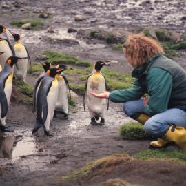 Tourist and King Penguins 