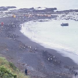 Sandy Bay, Maquarie Wildlife with Zodiac and Tourists