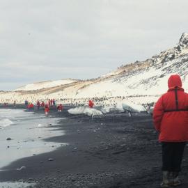 Adelie Penguins on Foyn Island