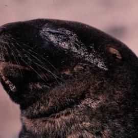 Hooker Sea lion, Male