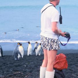Peter Carey, Penguin Shorts, and Penguins