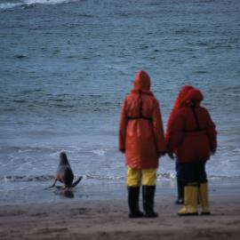 Hooker Sealion and Tourists