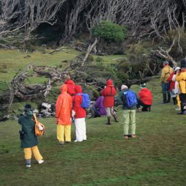 Tourists and Yellow-Eyed Penguins on Enderby Island