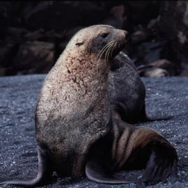 Fur Seal, Deception Island