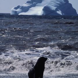 Fur Seal, Deception Island