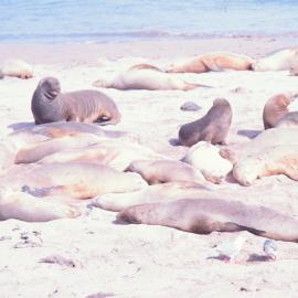 Hooker Sea Lion Harem