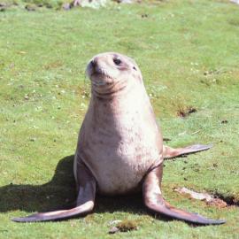 Female Hooker Sealion