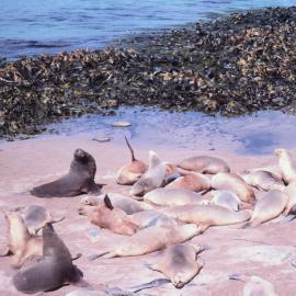 Hooker Sea Lion Harem