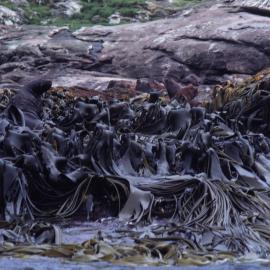 Sea lions and Kelp