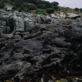 Fur Seals on Snares Island