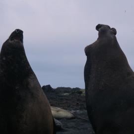 Elephant Seals