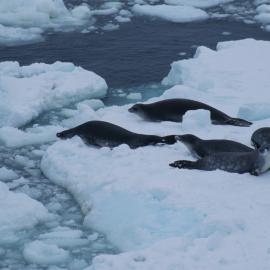 Crabeater Seals on an ice Floe