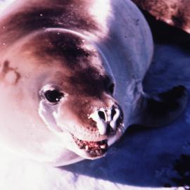 Crabeater Seal