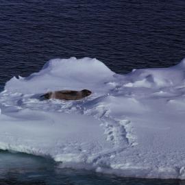 Crabeater Seal on an Ice Floe