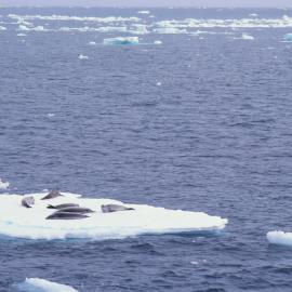 Crabeater seals