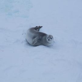 Crabeater Seal