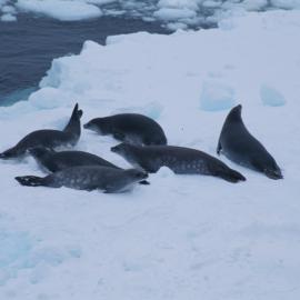 Crabeater Seals on Ice Floe