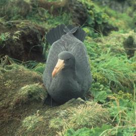 Giant Petrel Chick, Macquarie Island