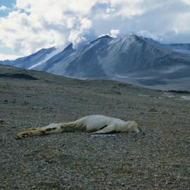 Seal Carcass South Georgia