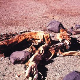 Mummified Seal Remains