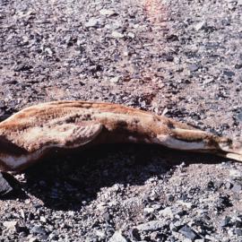 Mummified Seal Remains