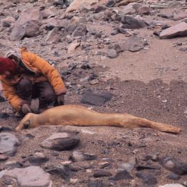 Mummified Crabeater Seal