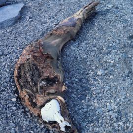 Mummified seal