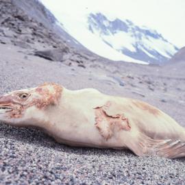 Mummified seal