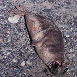 Tagged Mummified Seal