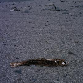 Mummified seal